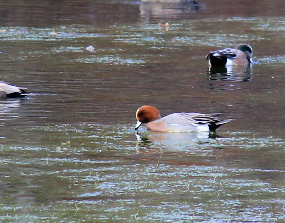 Eurasian Wigeon - ML76581481