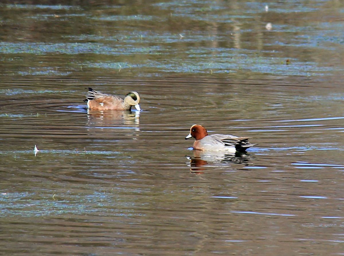 Eurasian Wigeon - ML76581491