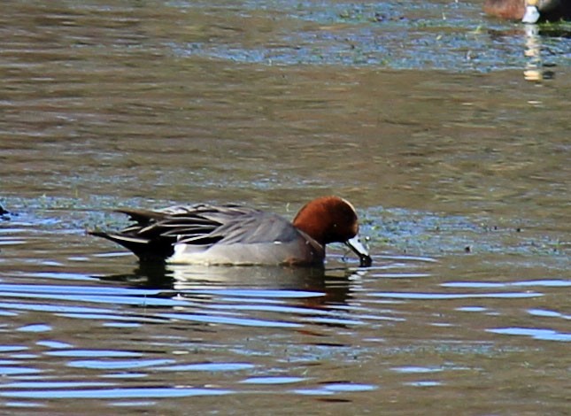 Eurasian Wigeon - ML76581501