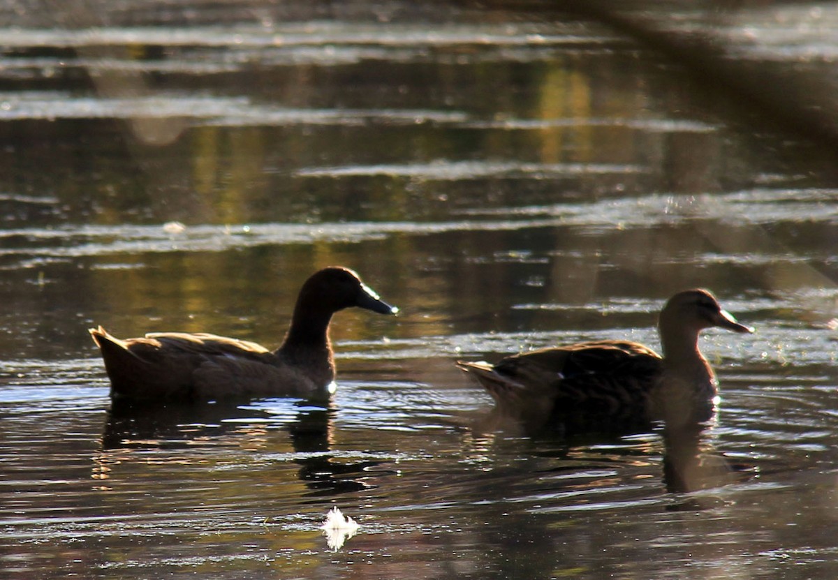 Muscovy Duck x Mallard (hybrid) - ML76581671