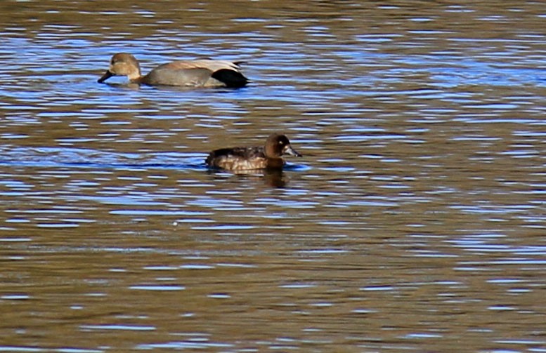 duck sp. - Stefan Mutchnick