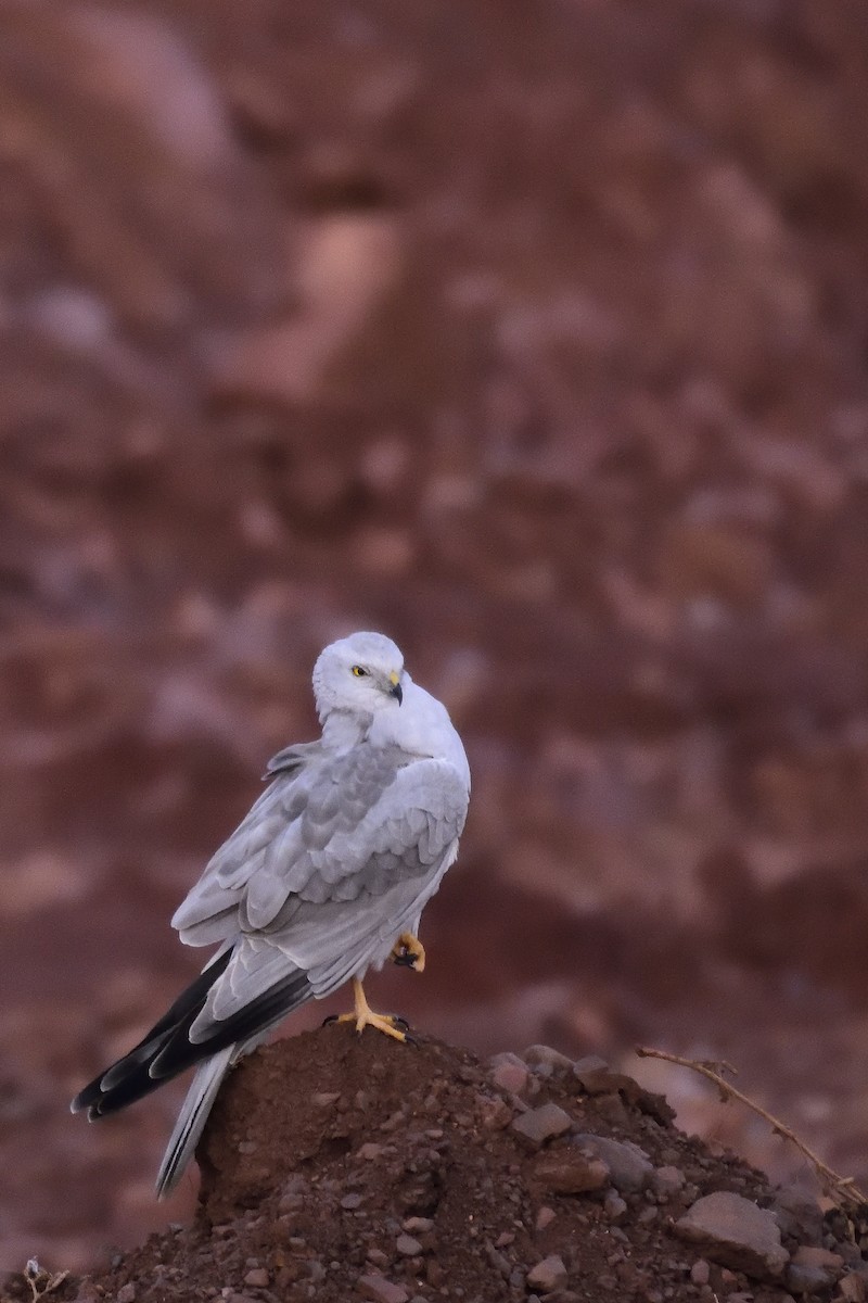 Pallid Harrier - ML76586601