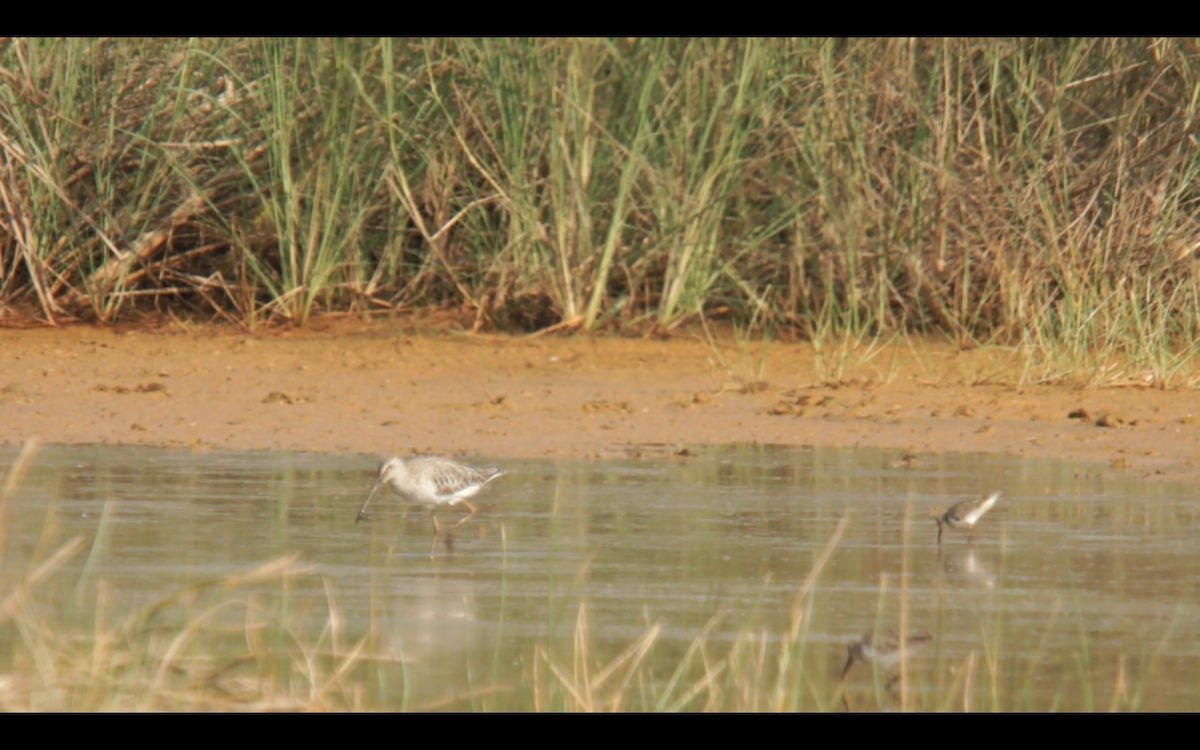 Asian Dowitcher - ML76587541