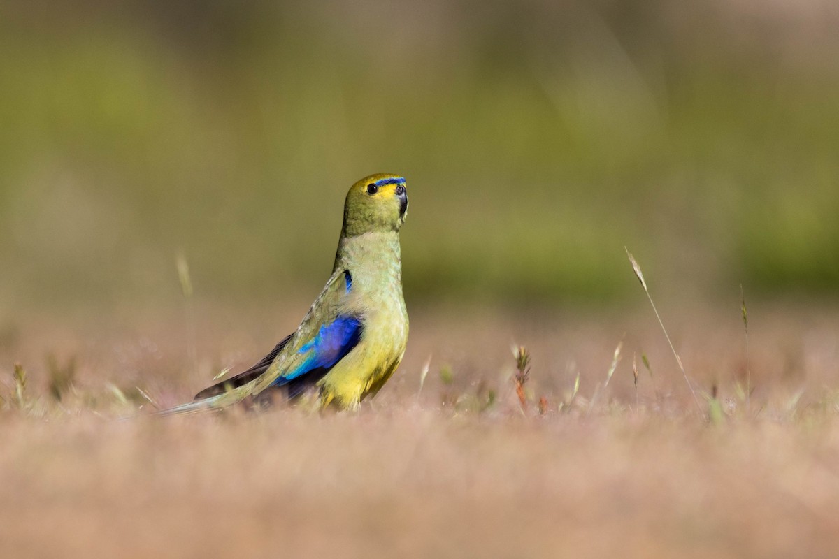Blue-winged Parrot - ML76588181