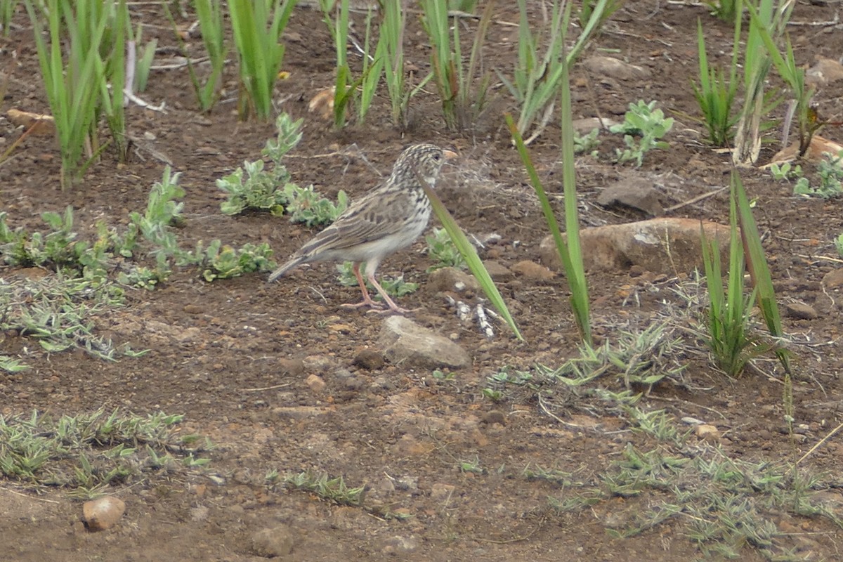 Madagascar Lark - ML76588931