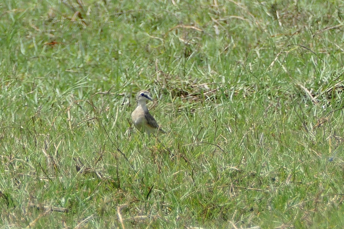 Kittlitz's Plover - Peter Kaestner