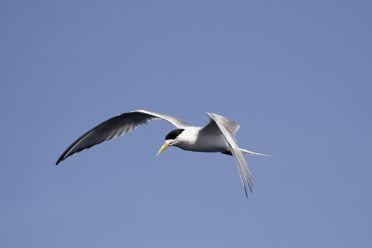 Great Crested Tern - Paul Brooks