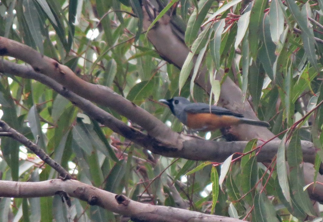 Black-faced Monarch - ML76589941