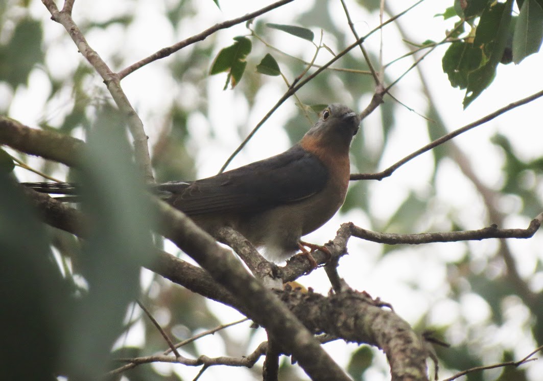 Fan-tailed Cuckoo - ML76589971