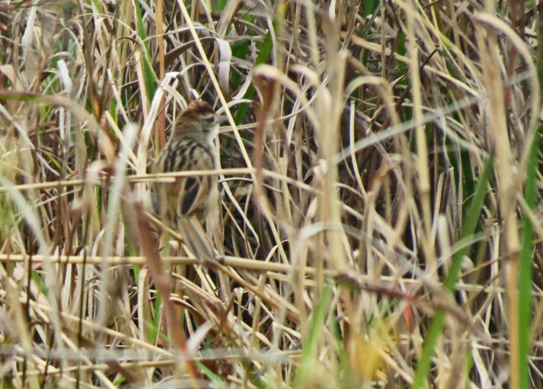 Tawny Grassbird - ML76589991
