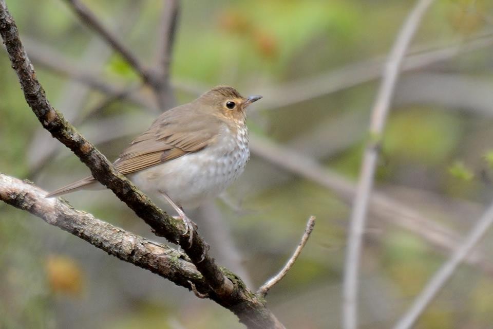 Swainson's Thrush - Joanne Muis Redwood