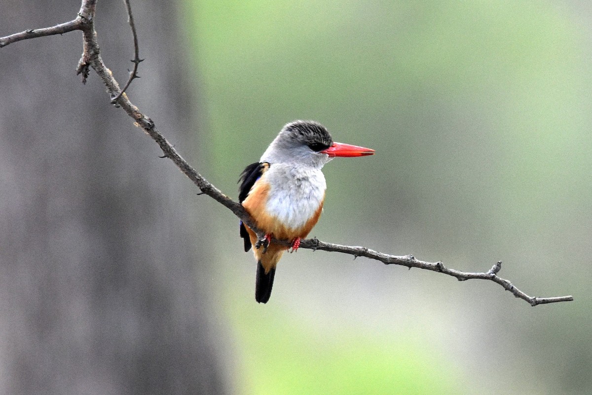 Gray-headed Kingfisher - ML76592511