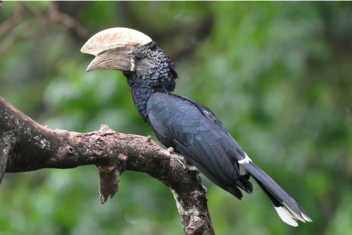 Silvery-cheeked Hornbill - ML76593271