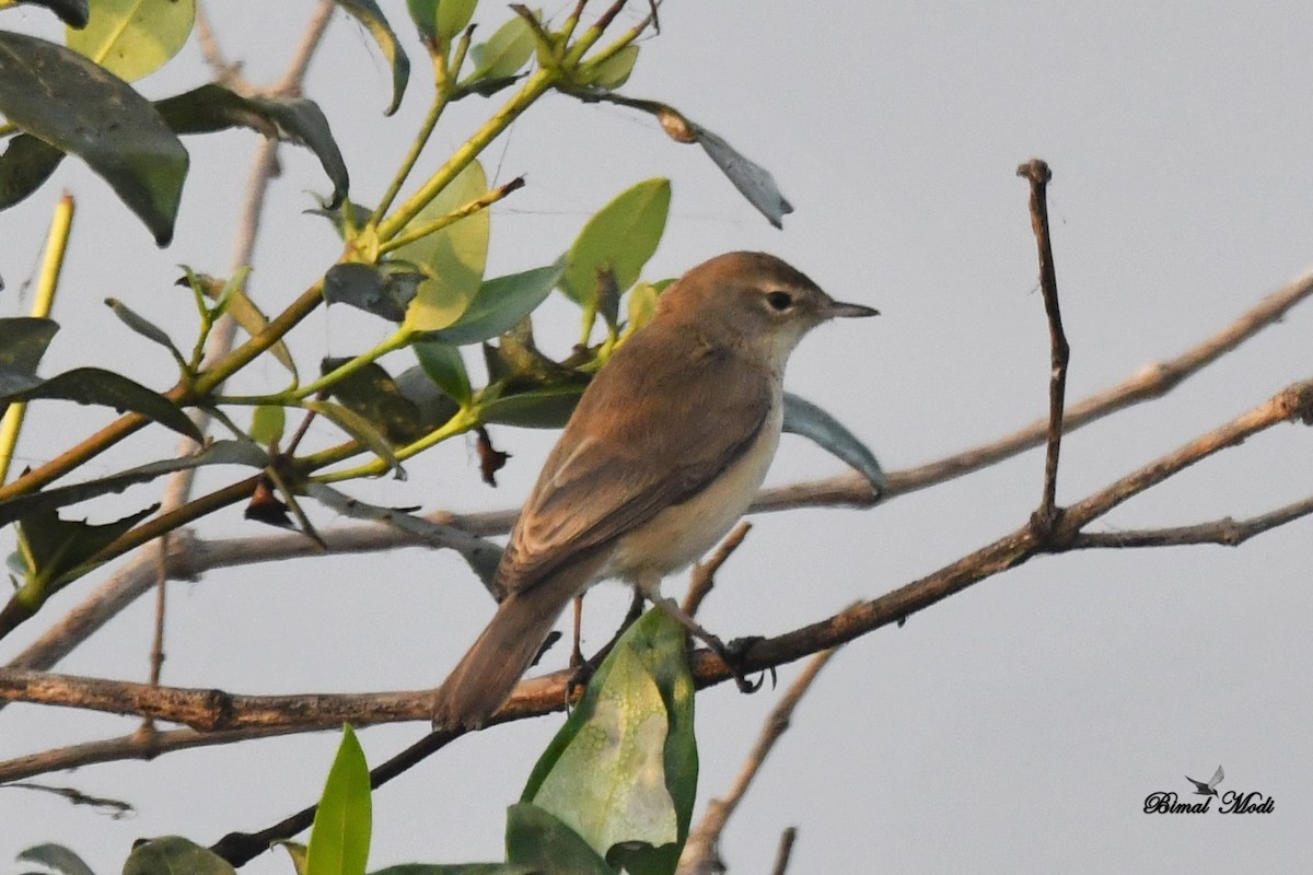 Booted Warbler - ML76596081