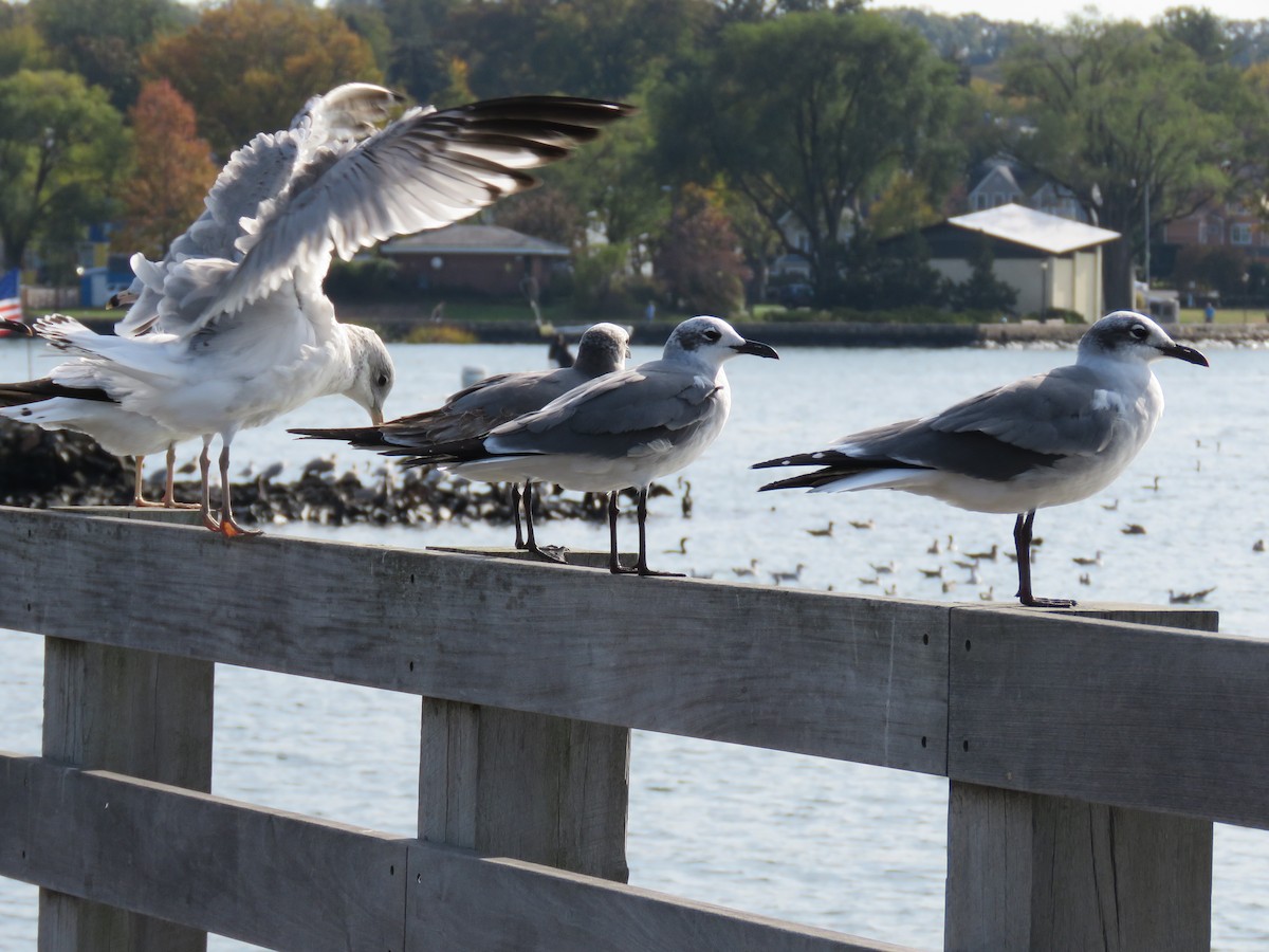 Laughing Gull - ML76596411