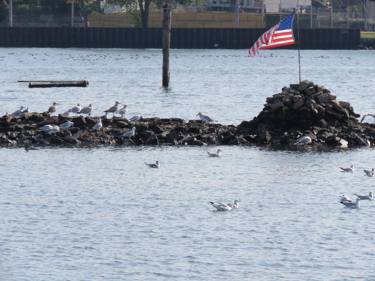Laughing Gull - ML76596421