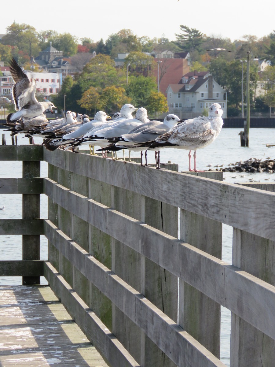 Laughing Gull - ML76596441