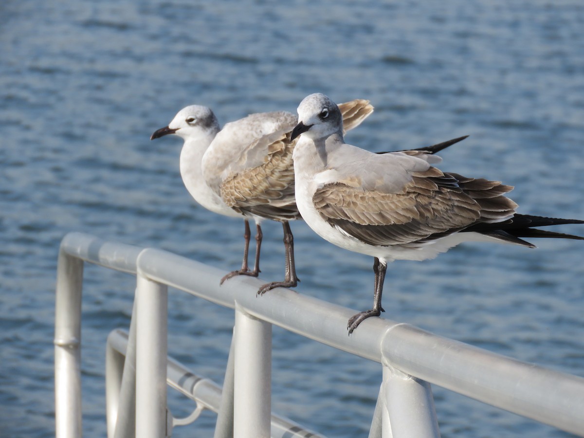 Laughing Gull - ML76596491