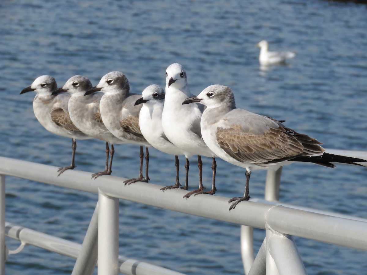 Laughing Gull - ML76596501
