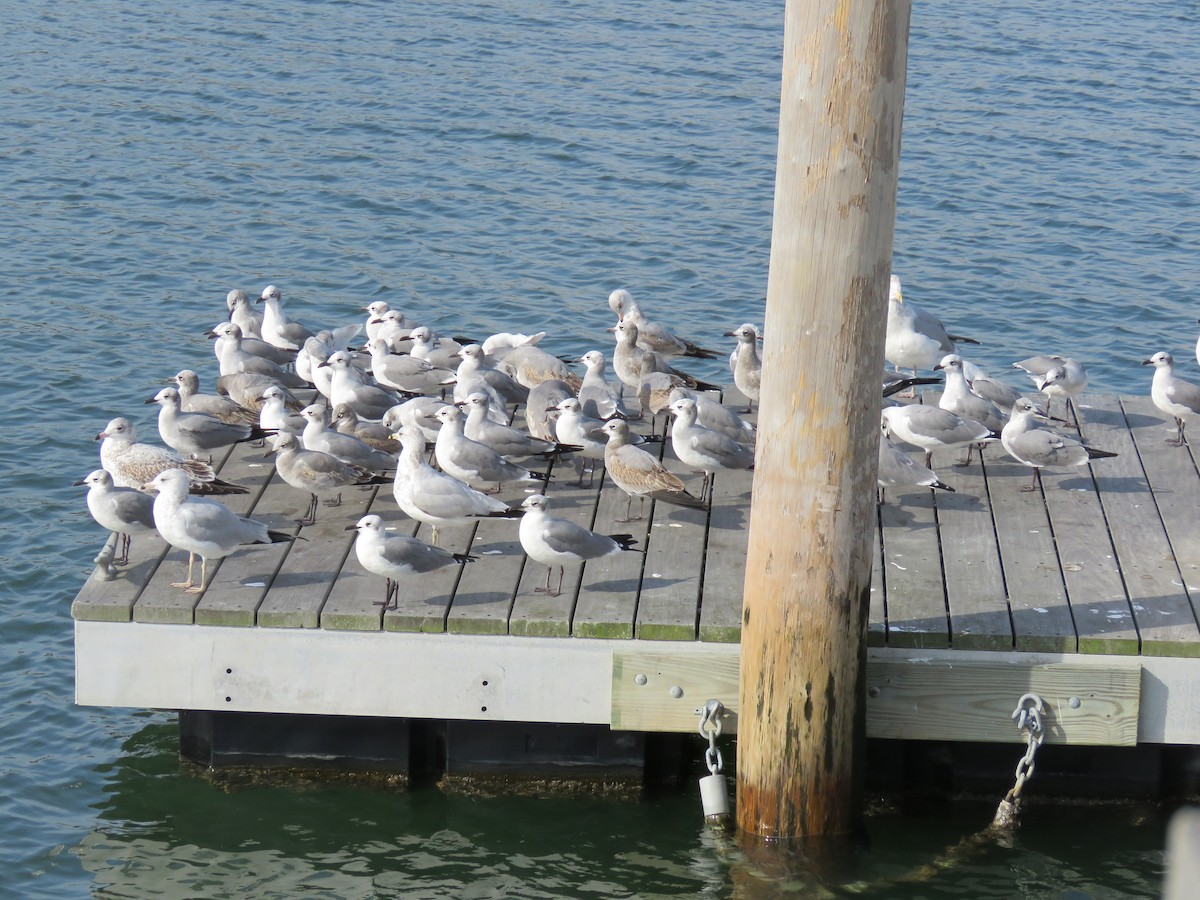 Laughing Gull - ML76596511