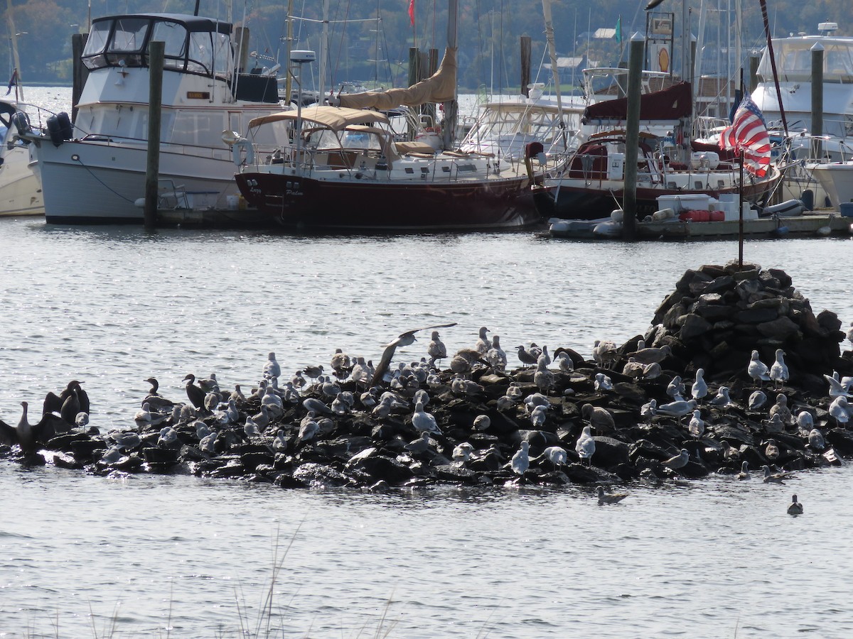 Laughing Gull - ML76596521