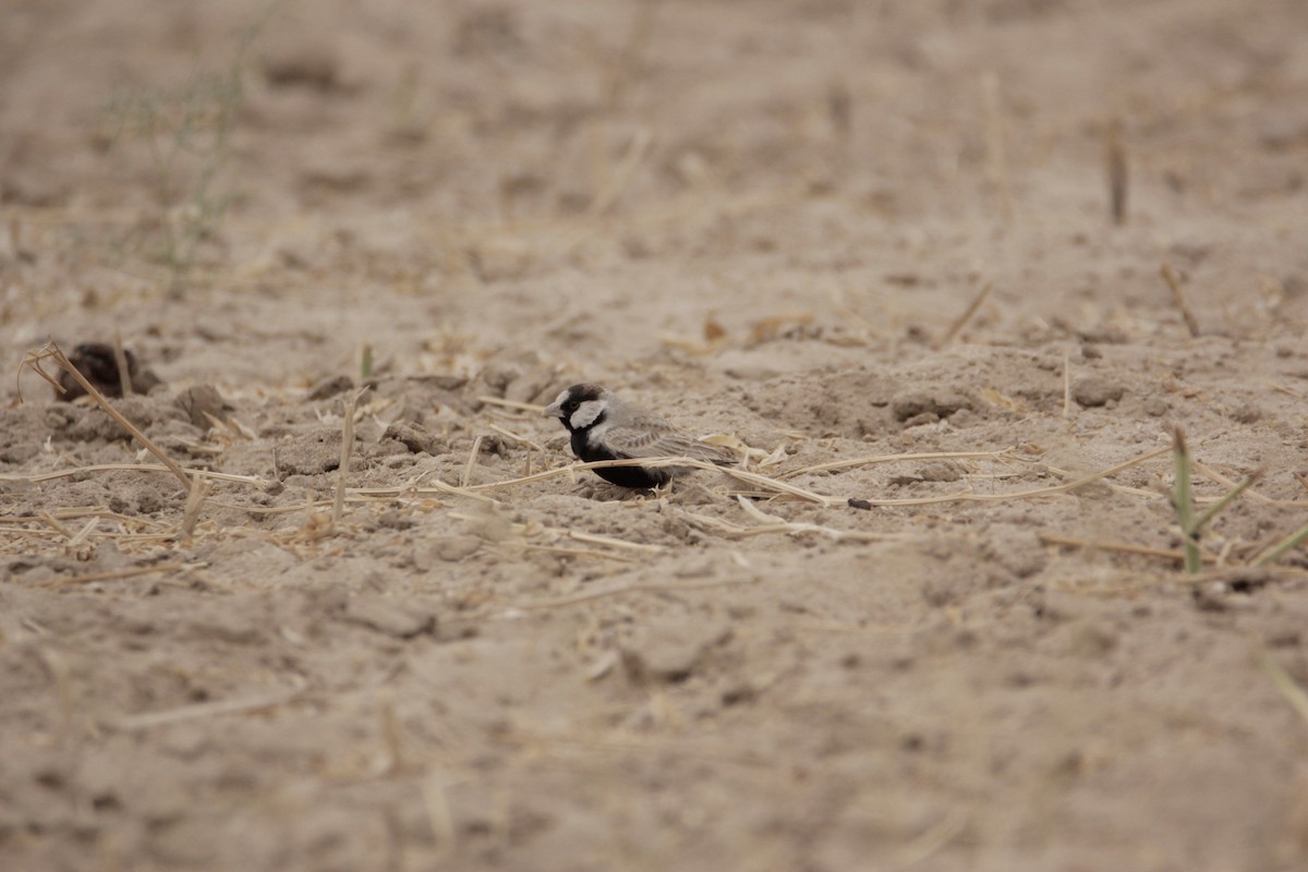 Black-crowned Sparrow-Lark - ML76596911