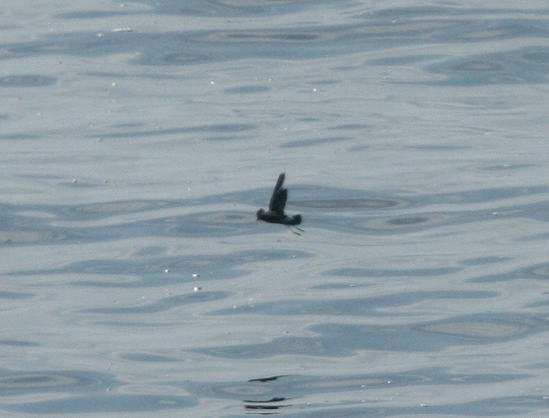 黃蹼洋海燕 - ML76597021
