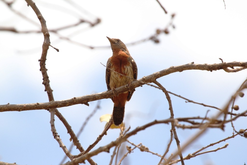Red-throated Wryneck - ML76598641