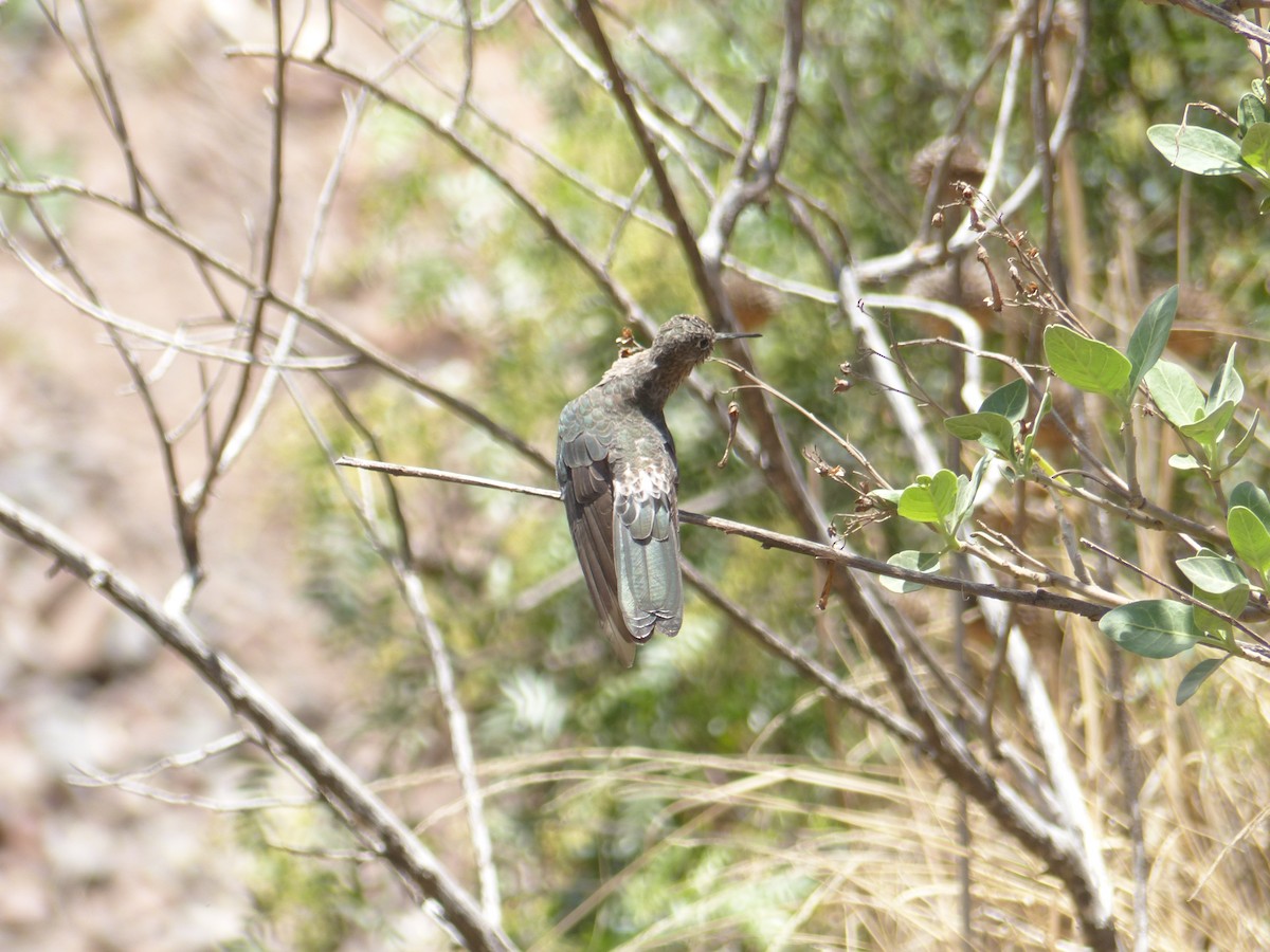 Giant Hummingbird - ML76599121