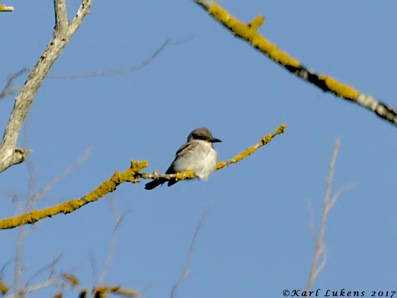 Gray Kingbird - ML76600181