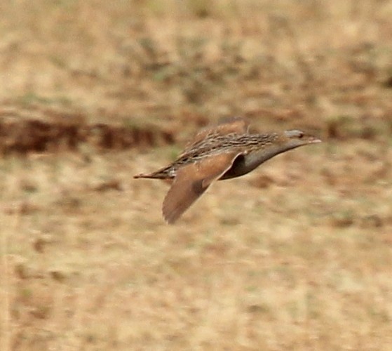 Corn Crake - Bassel Abi Jummaa