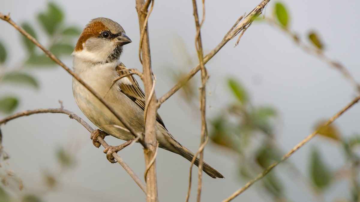 Sind Sparrow - Parmil Kumar