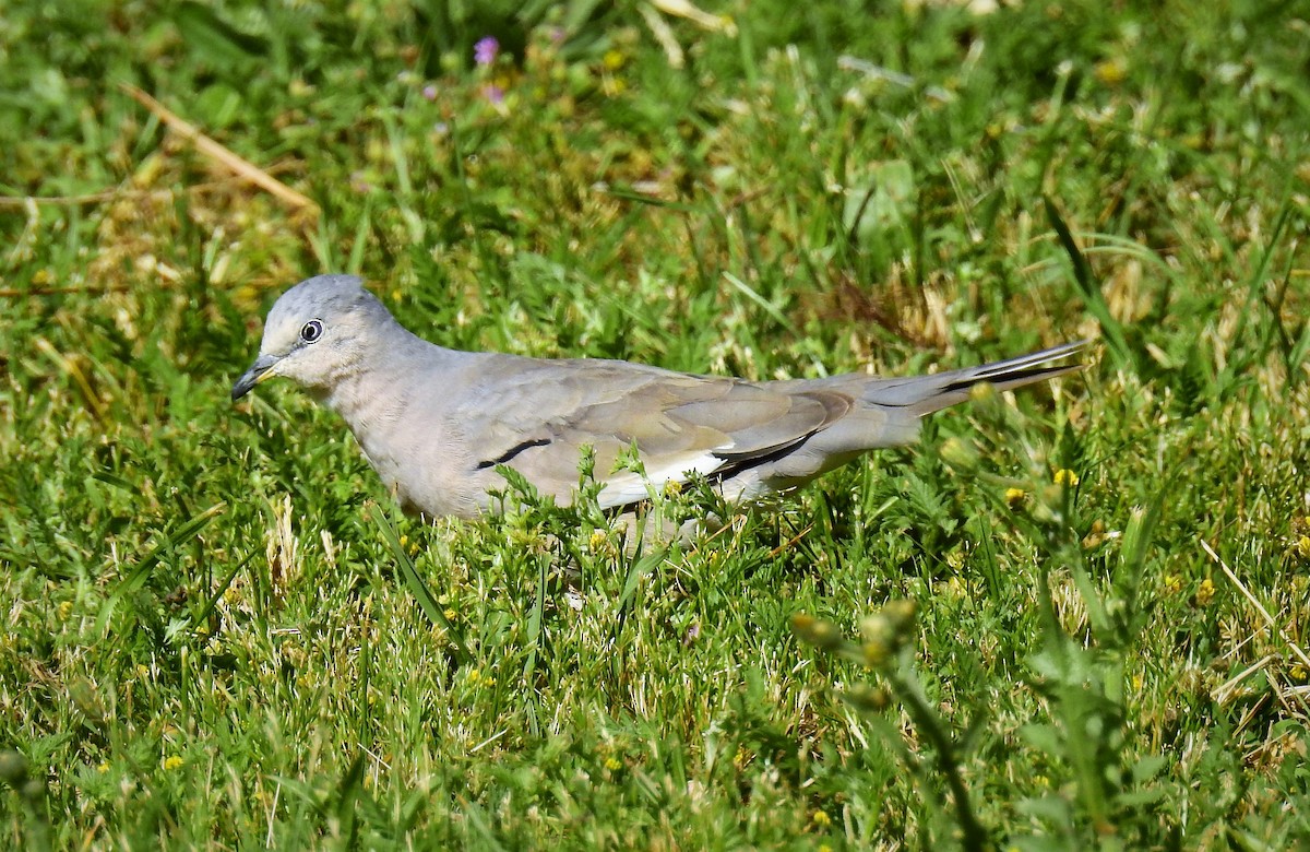 Picui Ground Dove - Marcela Sonia García