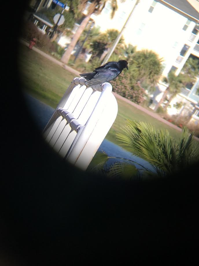 Tamaulipas Crow - ML76604831