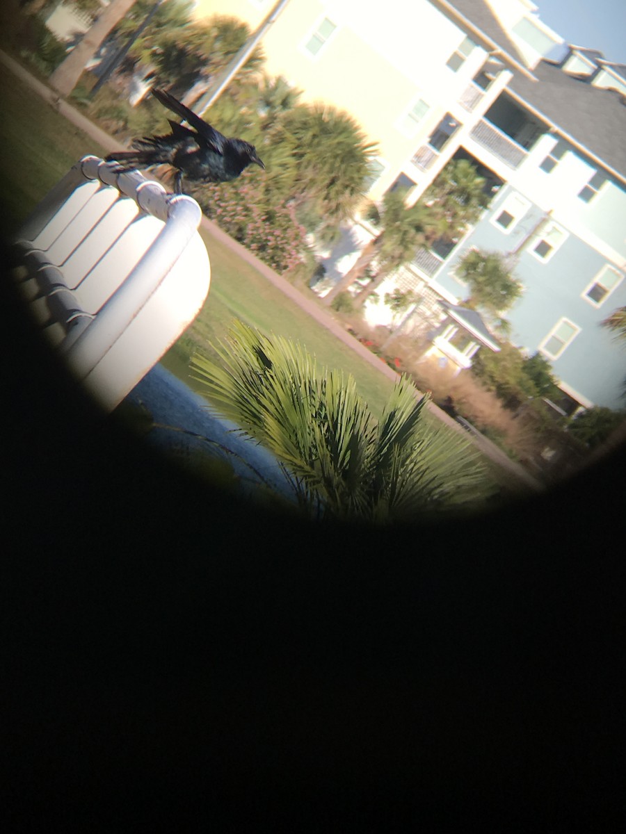 Tamaulipas Crow - ML76604861