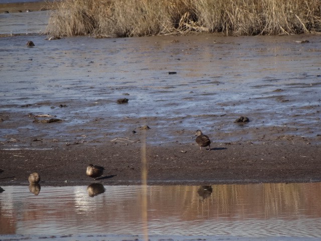 American Black Duck - ML76605361