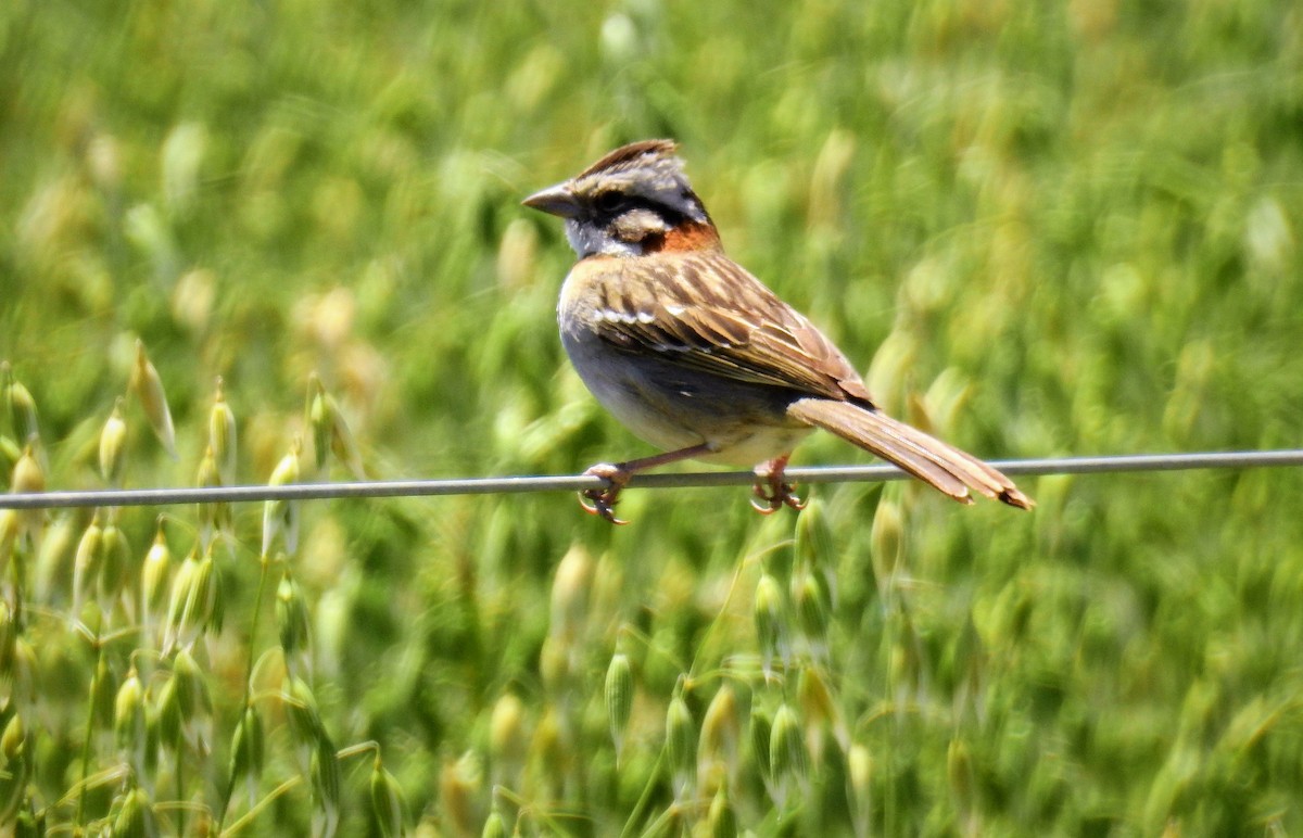 Rufous-collared Sparrow - Marcela Sonia García