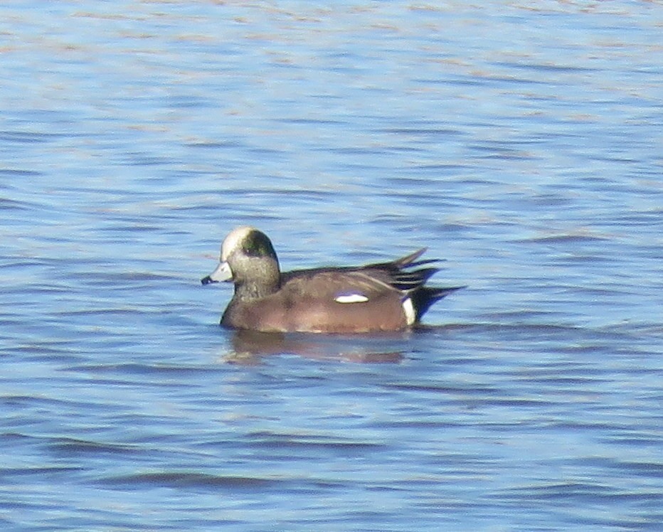 American Wigeon - ML76606161