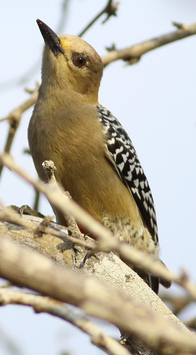 Red-crowned Woodpecker - ML76607411