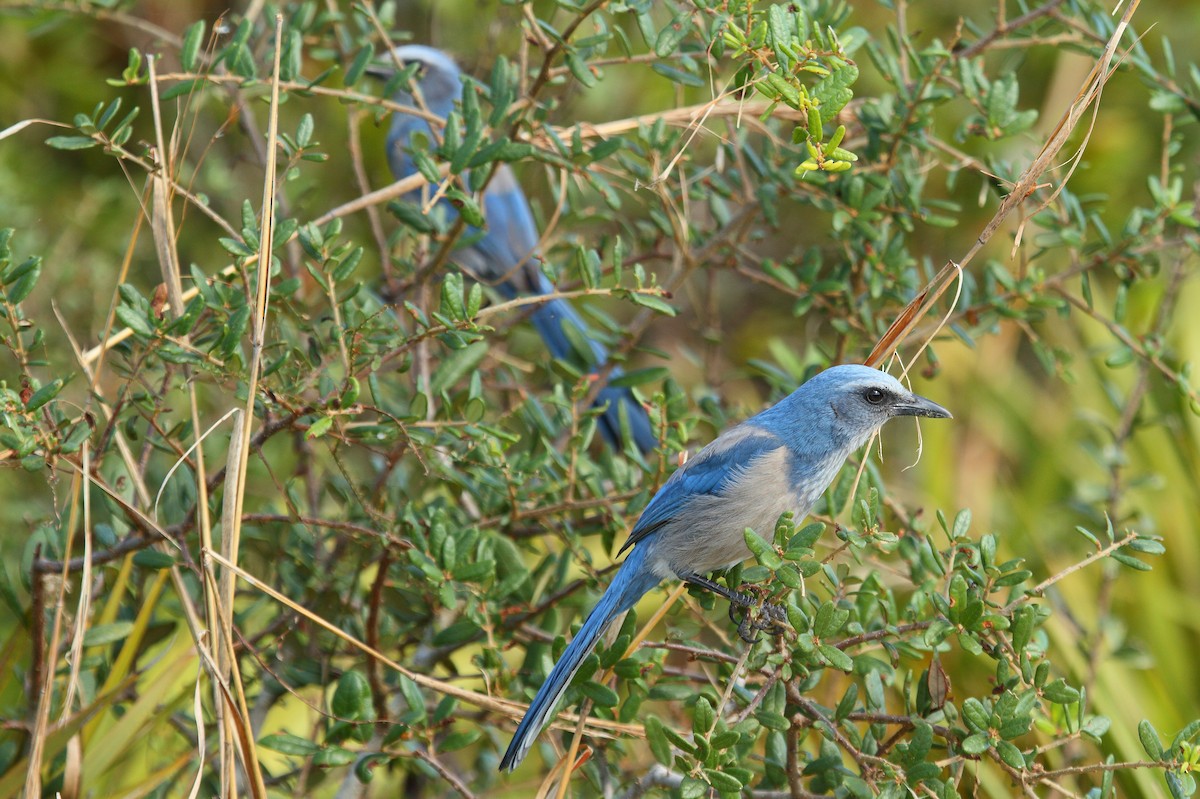Florida Scrub-Jay - Patrick J. Blake