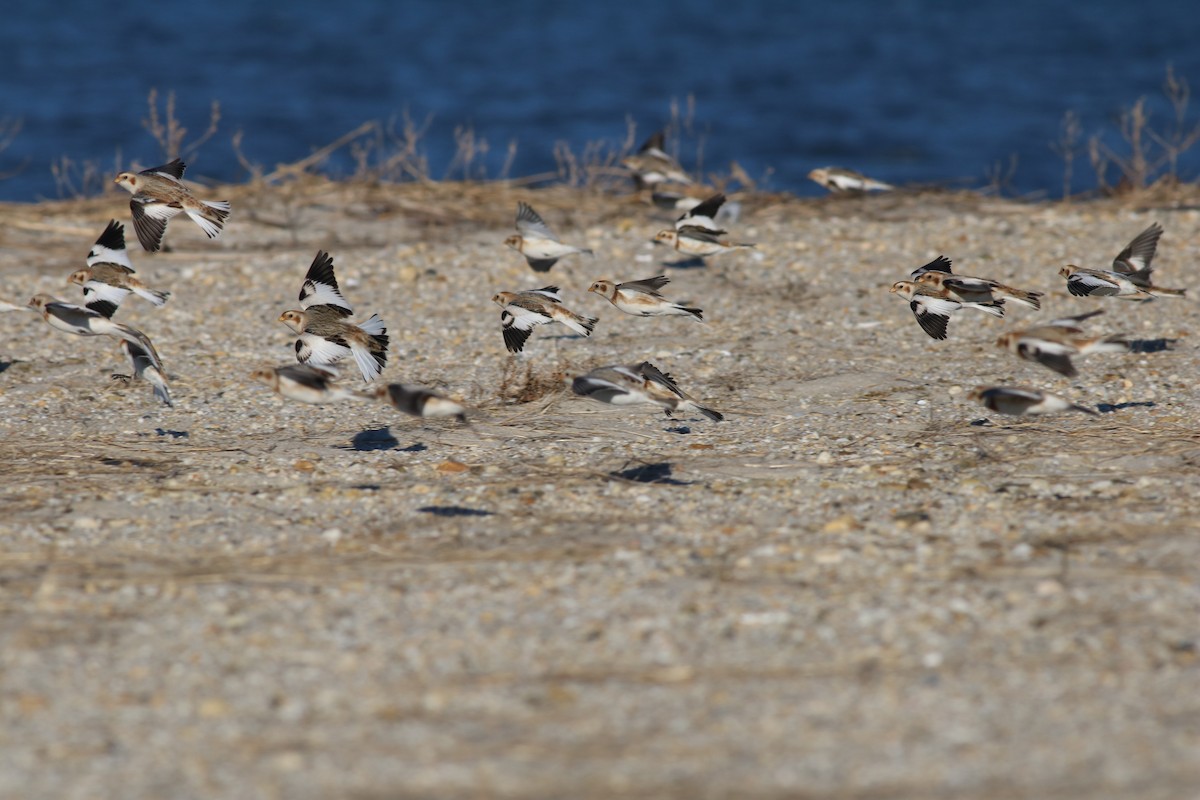 Snow Bunting - ML76608091