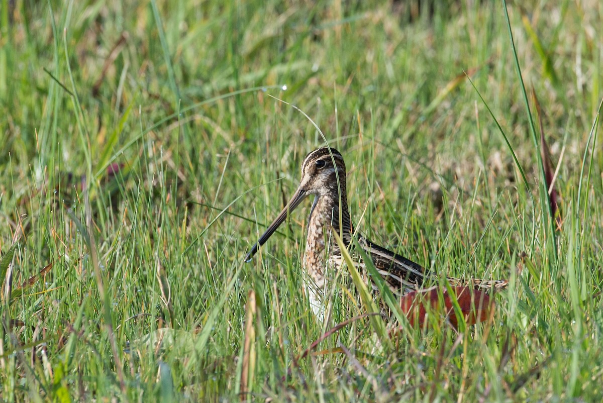 Wilson's Snipe - ML76608121