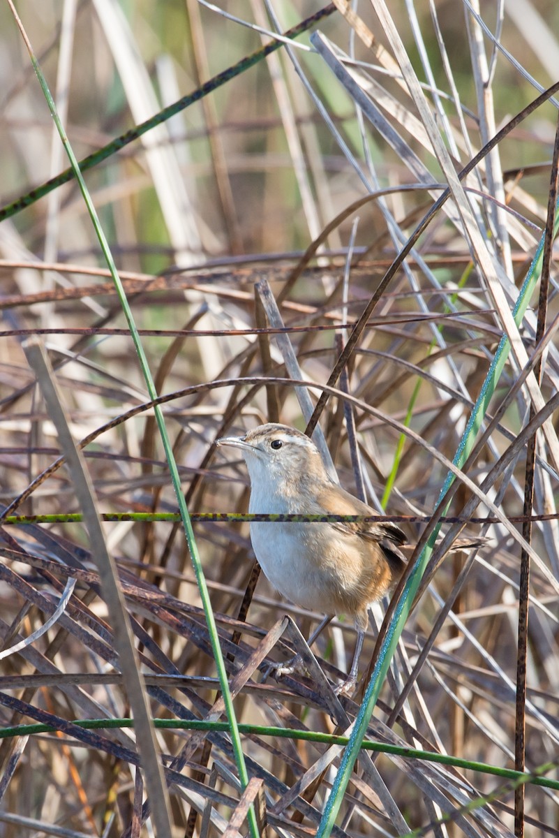 Marsh Wren - ML76608161