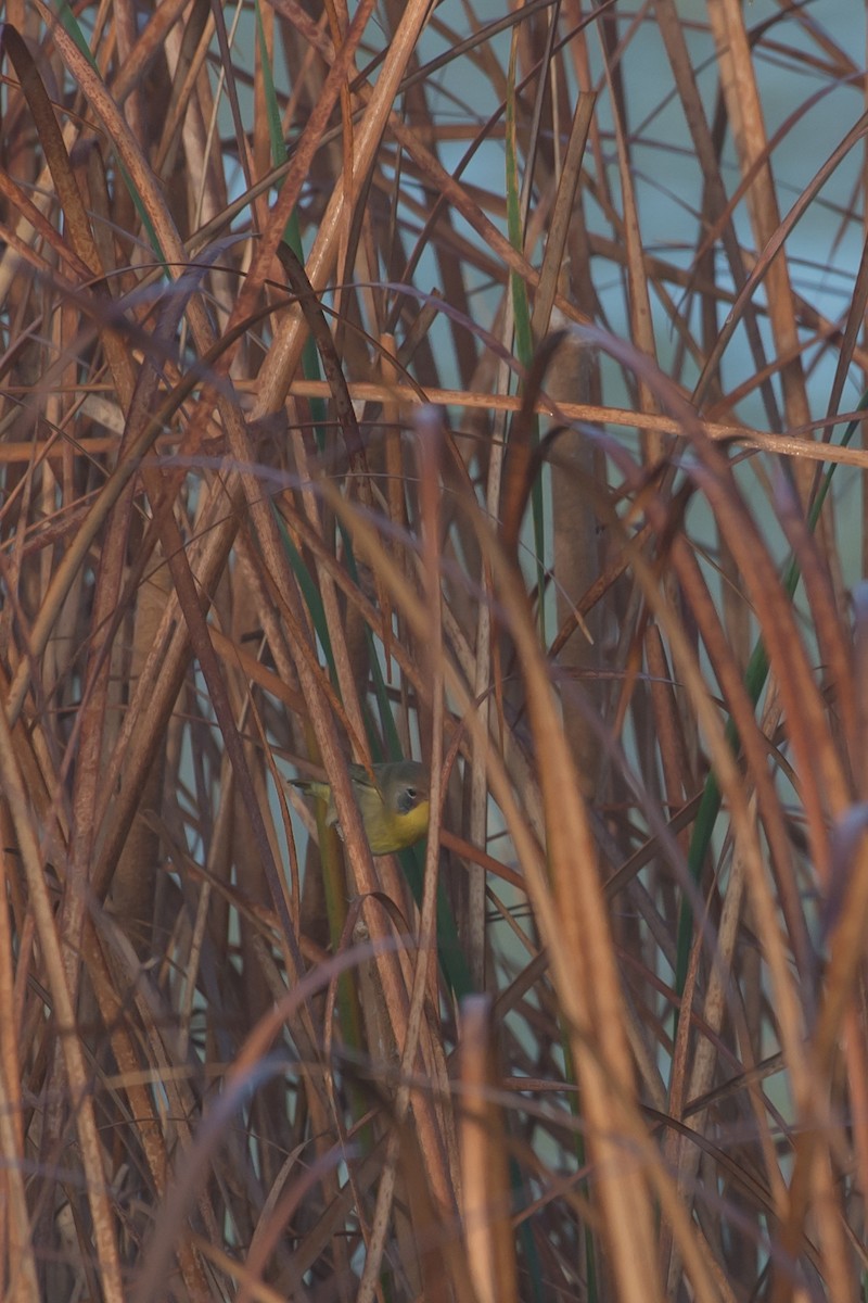 Common Yellowthroat - T. Jay Adams