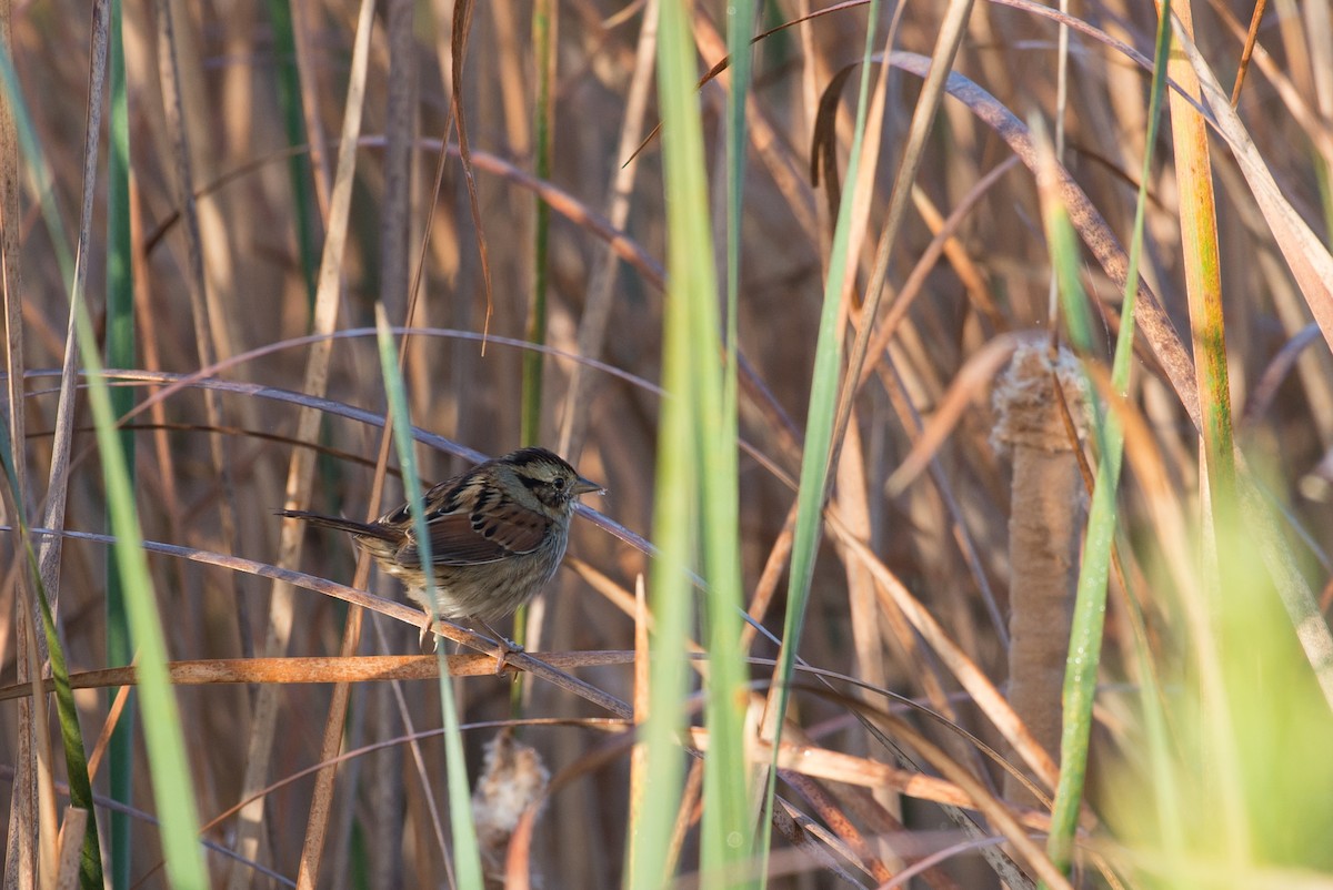 Swamp Sparrow - ML76608261
