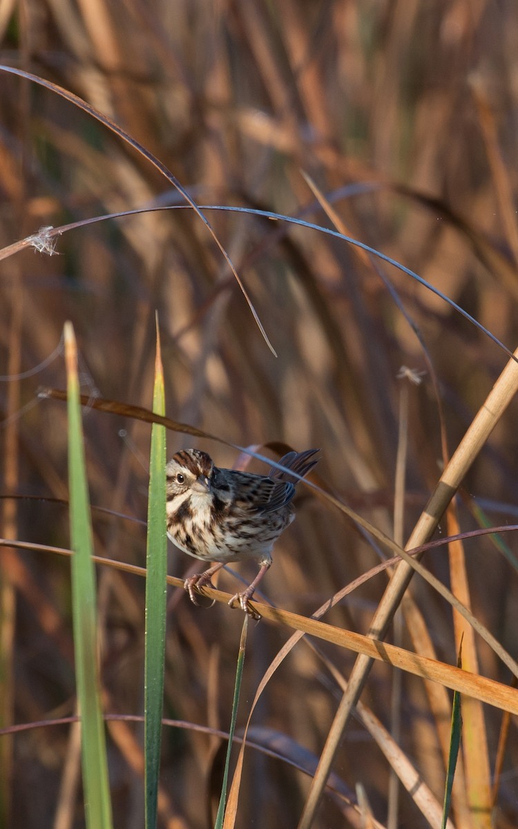 Song Sparrow - ML76608311