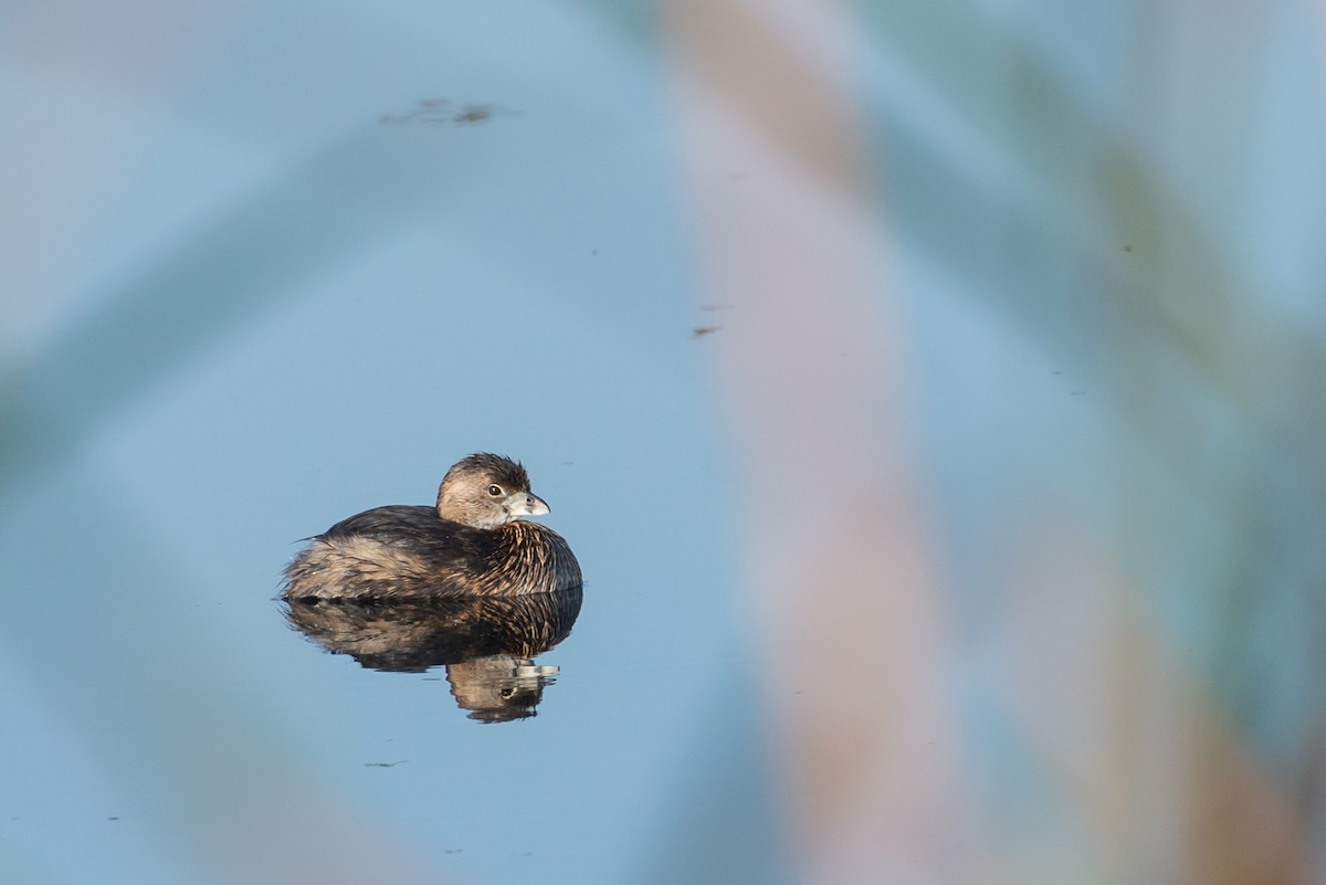 Pied-billed Grebe - ML76608381