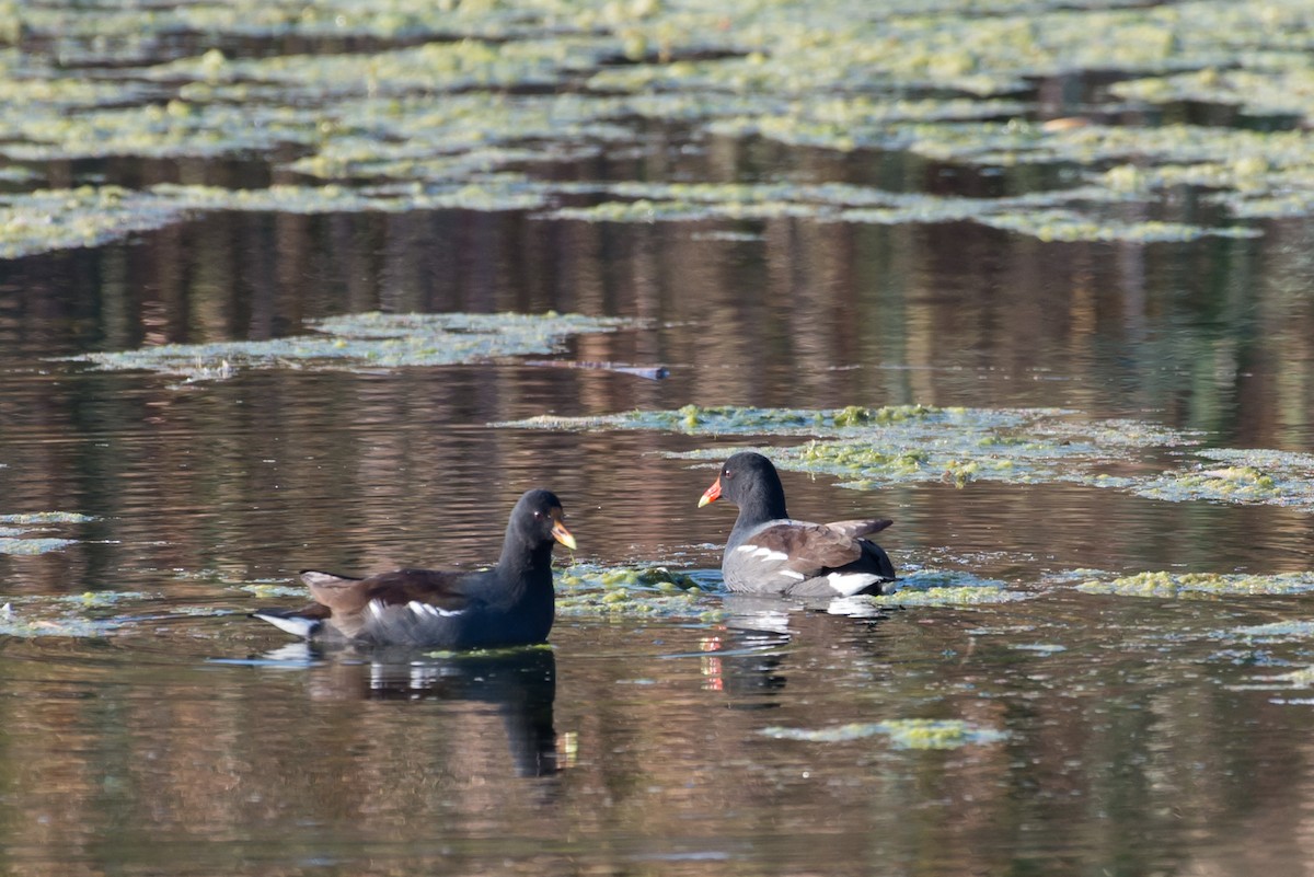 Common Gallinule - ML76608431