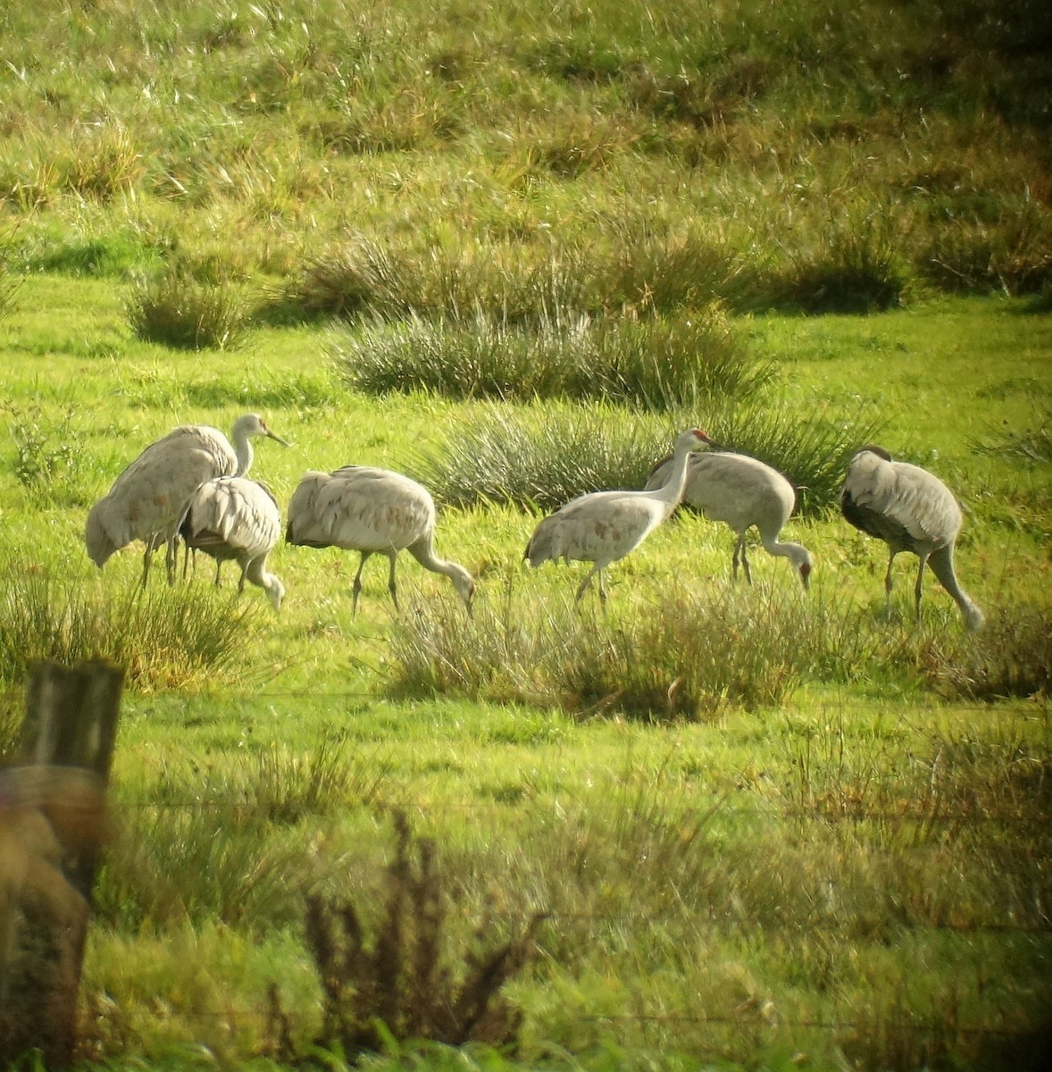 Sandhill Crane - ML76608621