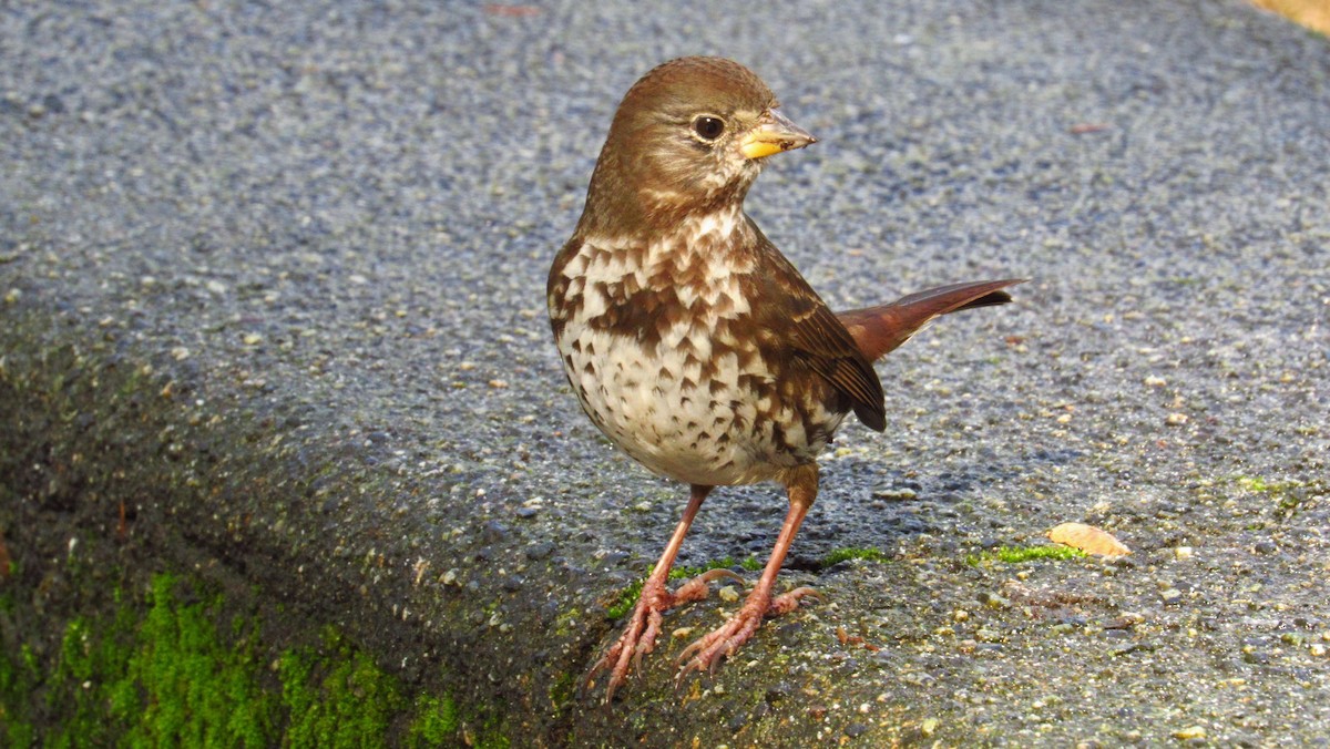 Fox Sparrow - ML76608641